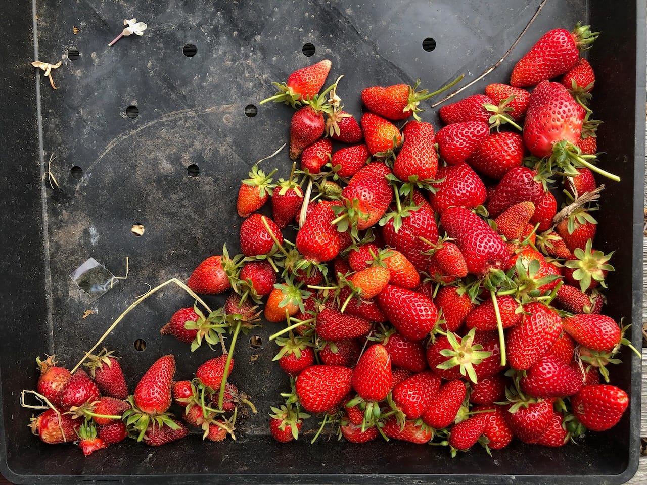 A top-down view of a black square tray containing a pile of freshly picked strawberries. The berries resemble a graph with a positive growth correlation.